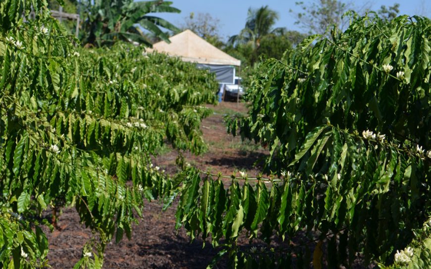 AGRICULTORES DE EXTREMA BUSCAM EMATER-RO PARA ORIENTAR O CULTIVO DE CAFÉ CLONAL - News Rondônia