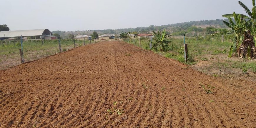 CAPIM-ELEFANTE - Produtores rurais recebem mudas da Cultivar BRS Capiaçu para nutrição do gado no Território Rio Machado - News Rondônia