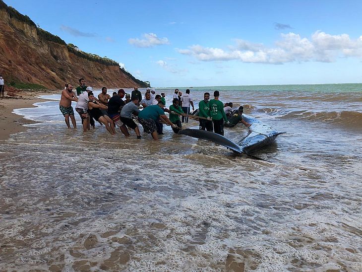 Baleia que encalhou na praia, volta ao mar depois de mais de 24 horas - News Rondônia