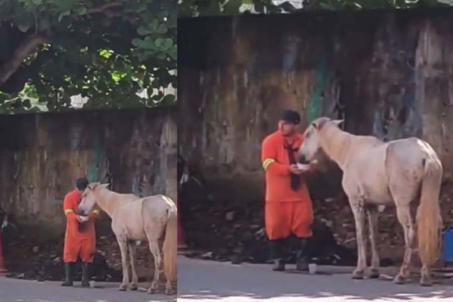 Gari flagrado dando água a cavalo com sede emociona internautas - News Rondônia
