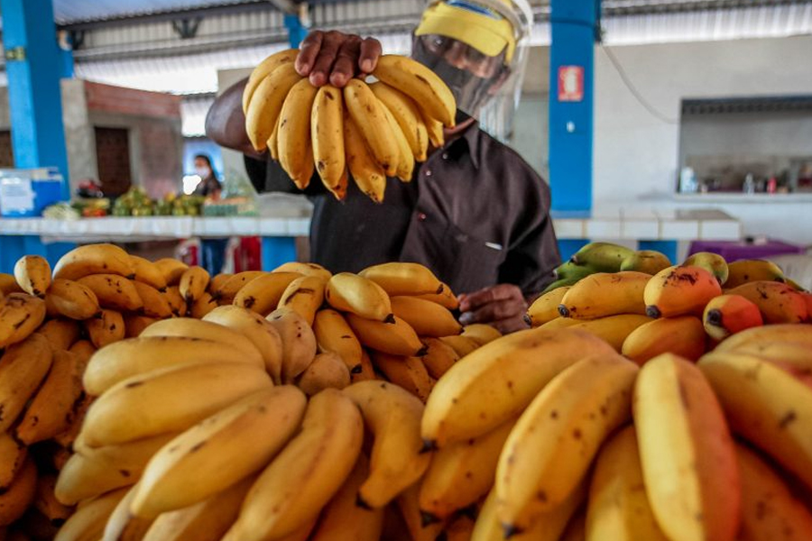 Produção de bananas deve manter estabilidade para a safra de 2021 - News Rondônia