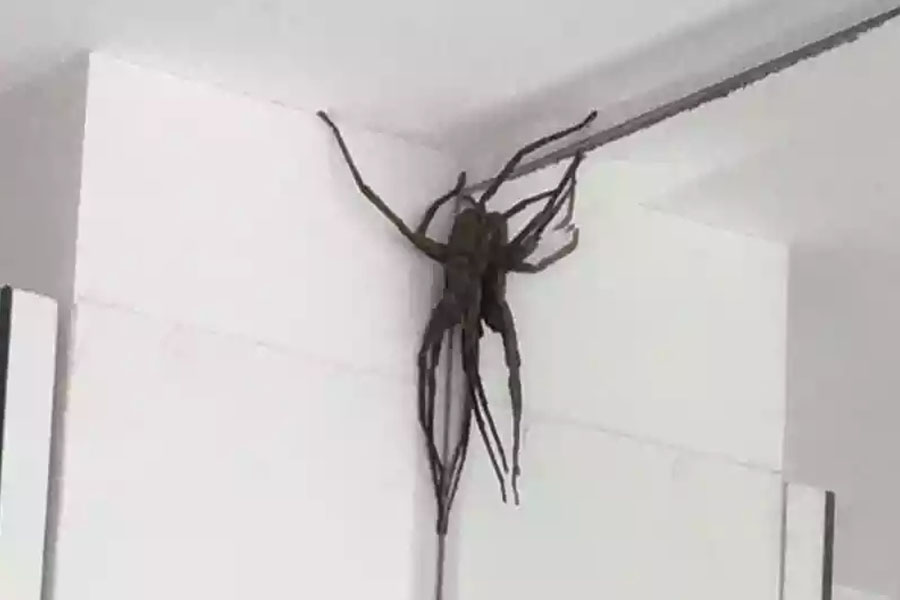 'Quem dera fosse fake', diz dona da casa invadida por aranha gigante - News Rondônia
