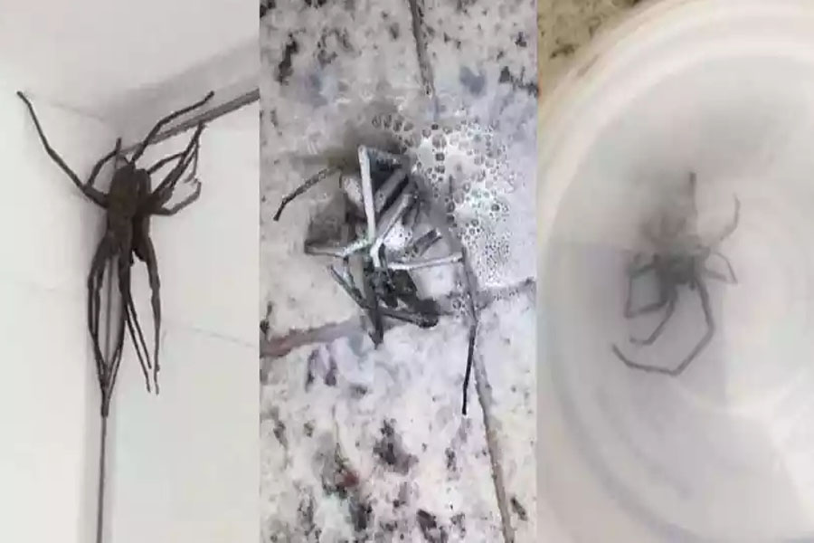'Quem dera fosse fake', diz dona da casa invadida por aranha gigante - News Rondônia