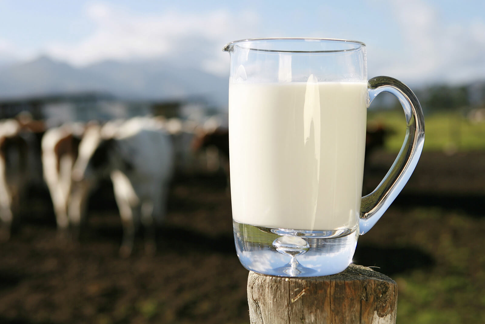 Embrapa utiliza IoT para redução de estresse e infecções em vacas durante a produção de leite - News Rondônia