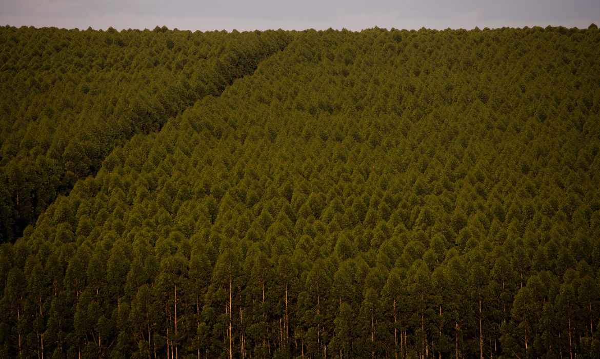 Florestas plantadas no Brasil somam 9,3 milhões de hectares em 2020 - News Rondônia
