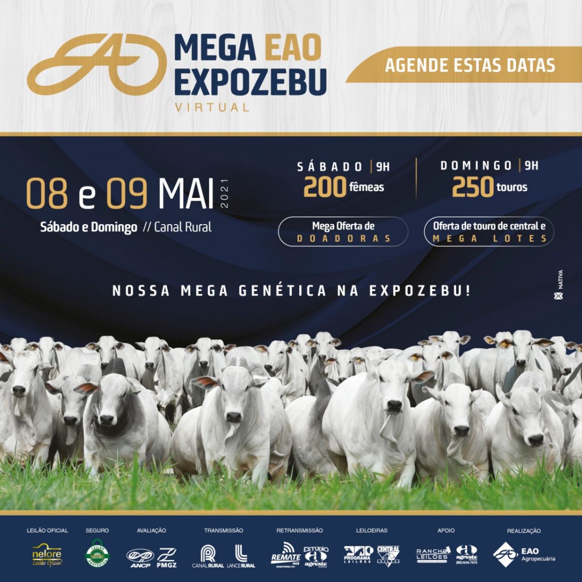 EAO Agropecuária promove leilão em duas etapas com grande oferta de animais Nelore - News Rondônia