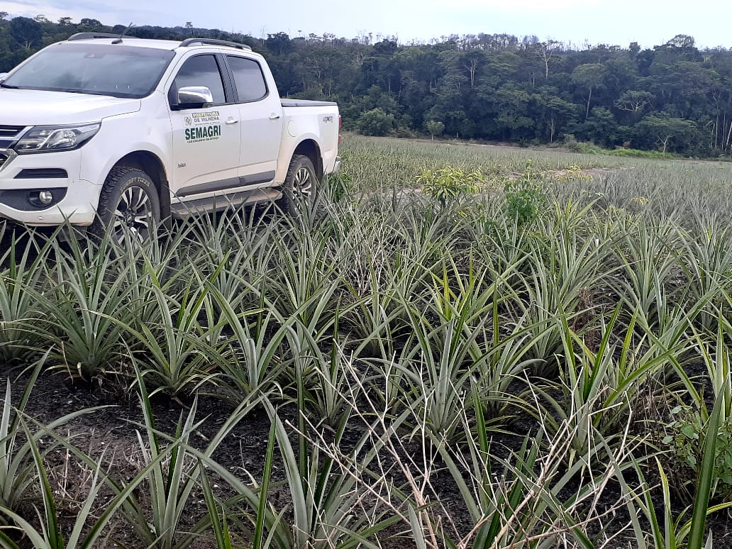 VILHENA: Semagri traça meta para o plantio de 1 milhão de mudas de abacaxis - News Rondônia