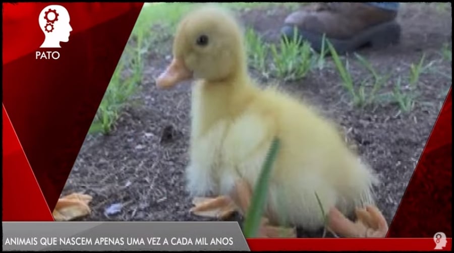 CURIOSIDADES: Animais que nascem apenas uma vez a cada mil anos - News Rondônia
