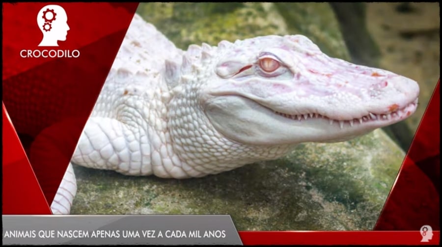 CURIOSIDADES: Animais que nascem apenas uma vez a cada mil anos - News Rondônia