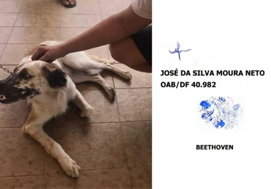 Juiz aceita processo assinado com digital de cão que sofreu maus-tratos - News Rondônia