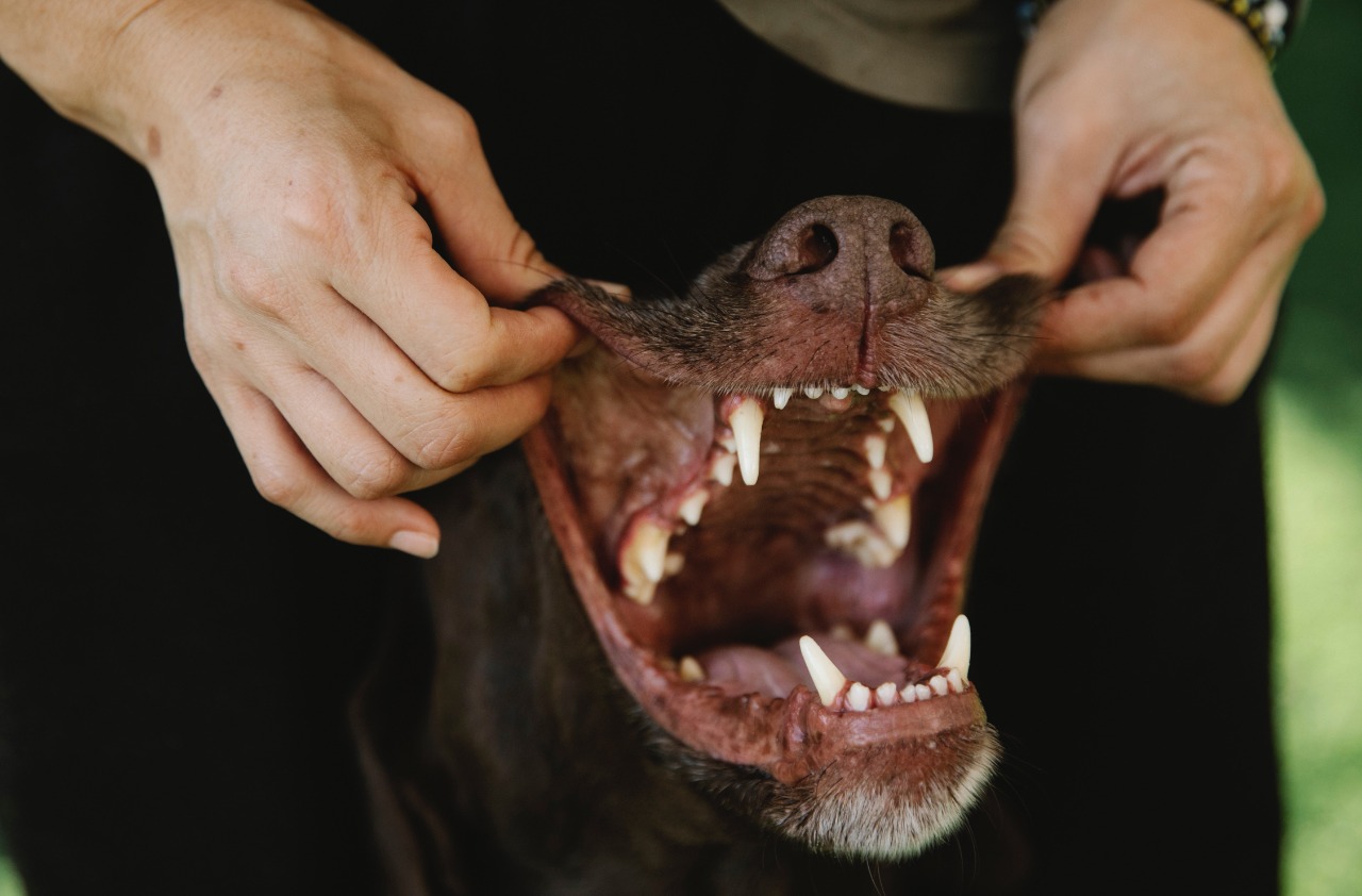 Gengivite em cães: como tratar? - News Rondônia