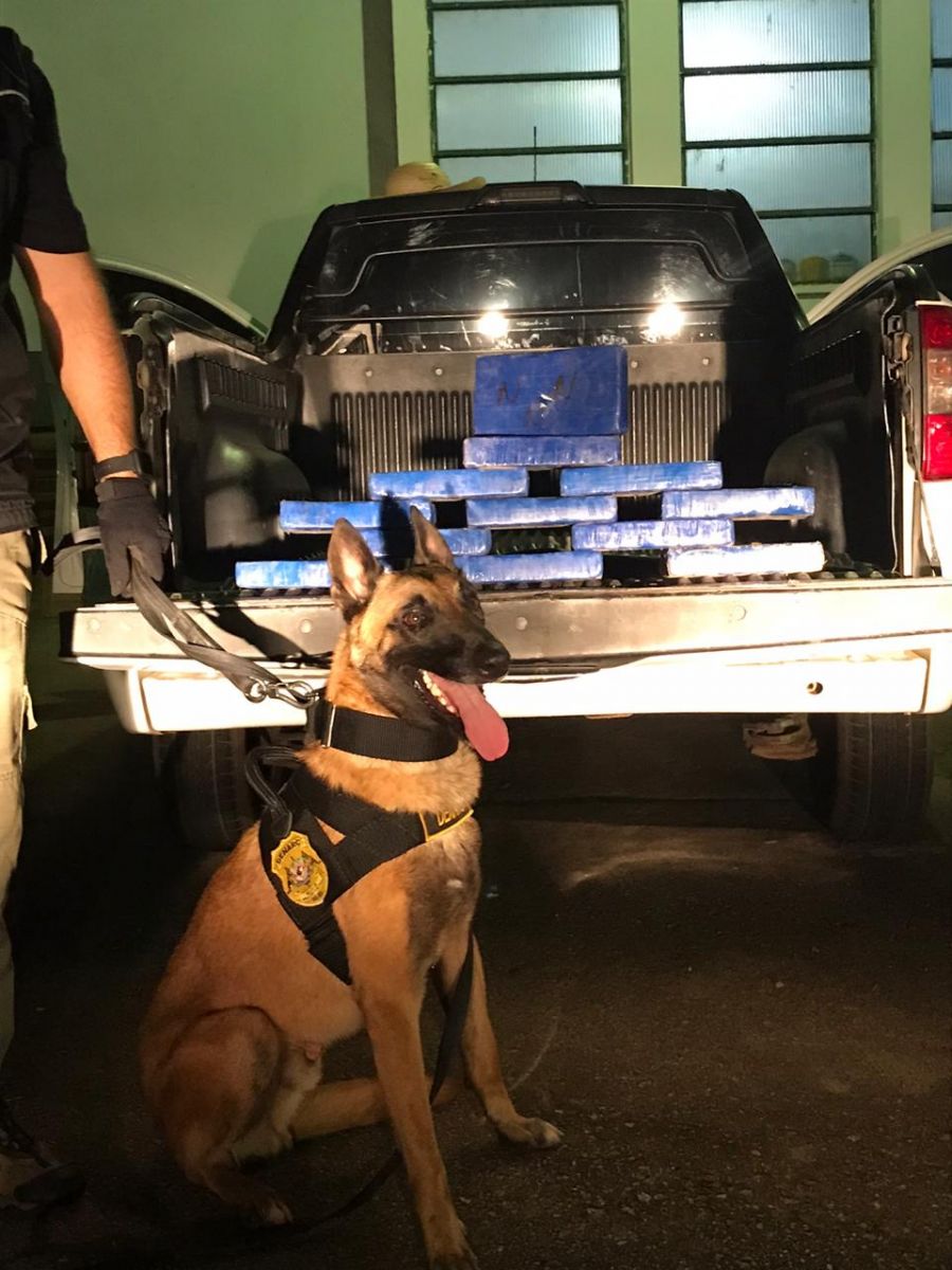 COMBATE - Durante operação, cão farejador da Polícia Civil reforça apreensão de drogas em Rondônia - News Rondônia