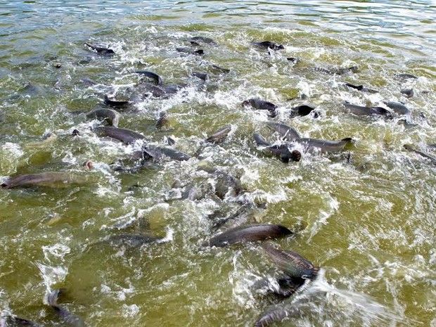 Tambaqui: peixe que tem conquistado o Brasil vem ganhando espaço internacional - News Rondônia