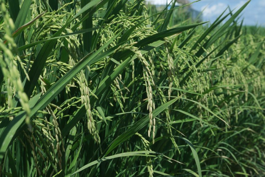 Produção de arroz em Rondônia alcança 139 mil toneladas na safra 2019/20 - News Rondônia