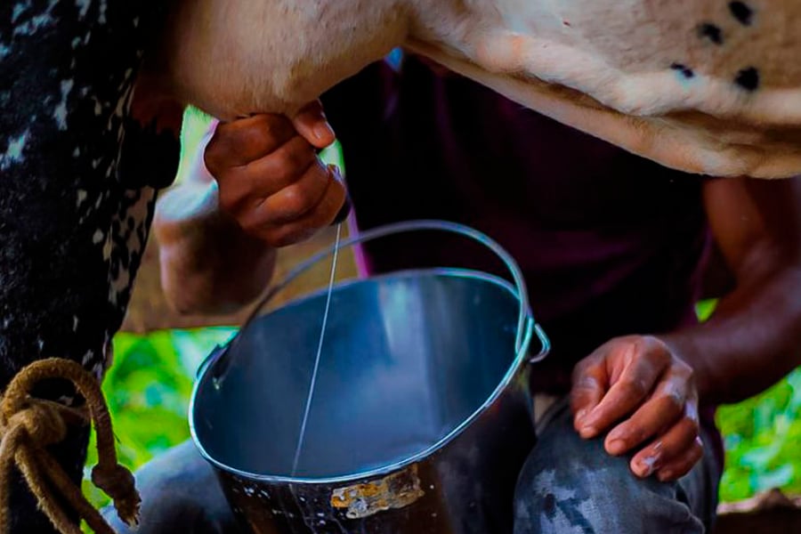 Seagri divulga novos valores de referência do litro de leite em Rondônia - News Rondônia