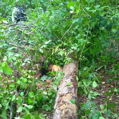 MAIS UM: Jovem trabalhador braçal é esmagado por tronco de árvore em União Bandeirantes - News Rondônia