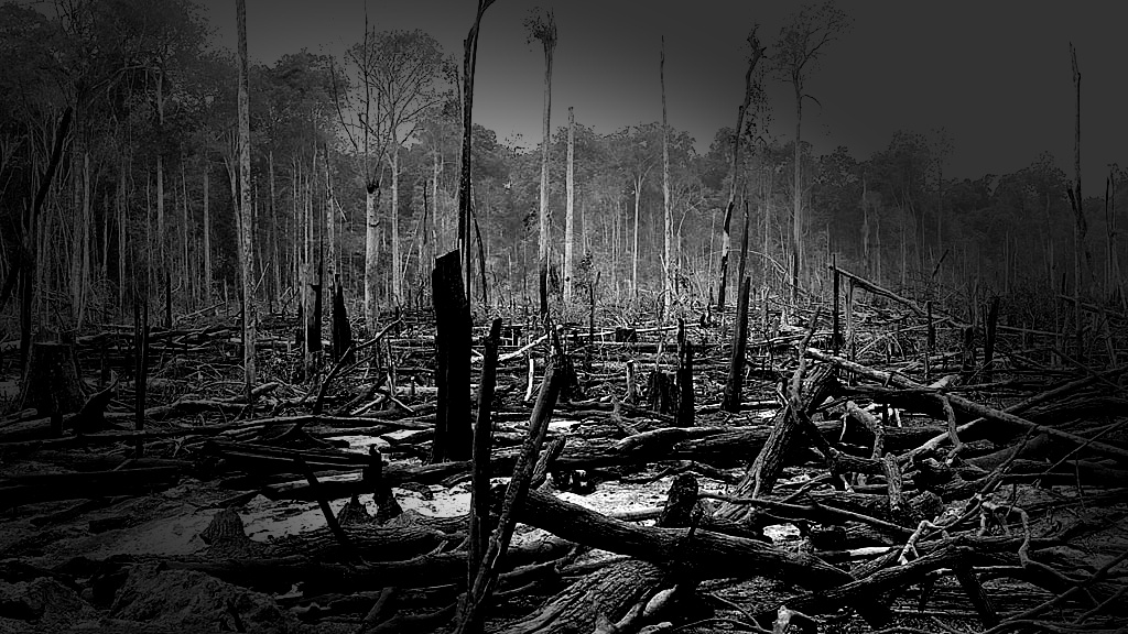 Desmatamento na Amazônia: Porto Velho lidera como a única capital da devastação - News Rondônia