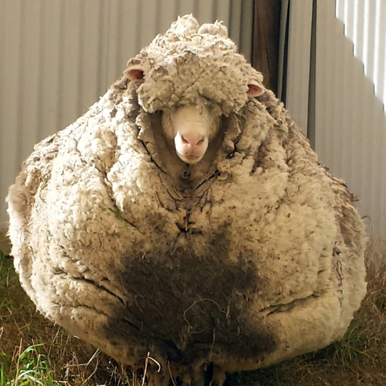 Ovelha encontrada em floresta na Austrália produz mais de 35 kg de lã ao ser tosquiada - News Rondônia