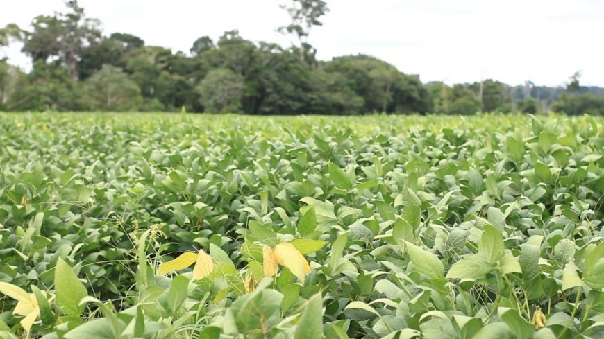 RECORDE - Agronegócio de Rondônia avança e bate recordes de exportação e produção agrícola em 2020 - News Rondônia