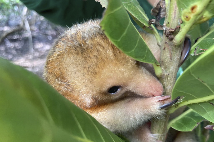 Pesquisadores brasileiros conseguem coletar sêmen de tamanduá raro - News Rondônia