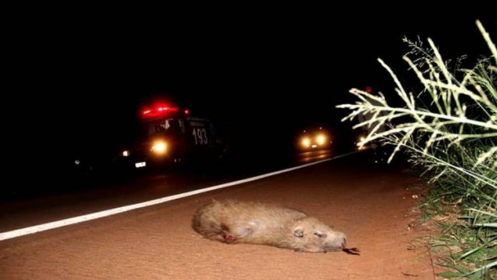 MOTOCICLISTA VAI A ÓBITO APÓS ATROPELAR CAPIVARA NA BR-364 - News Rondônia