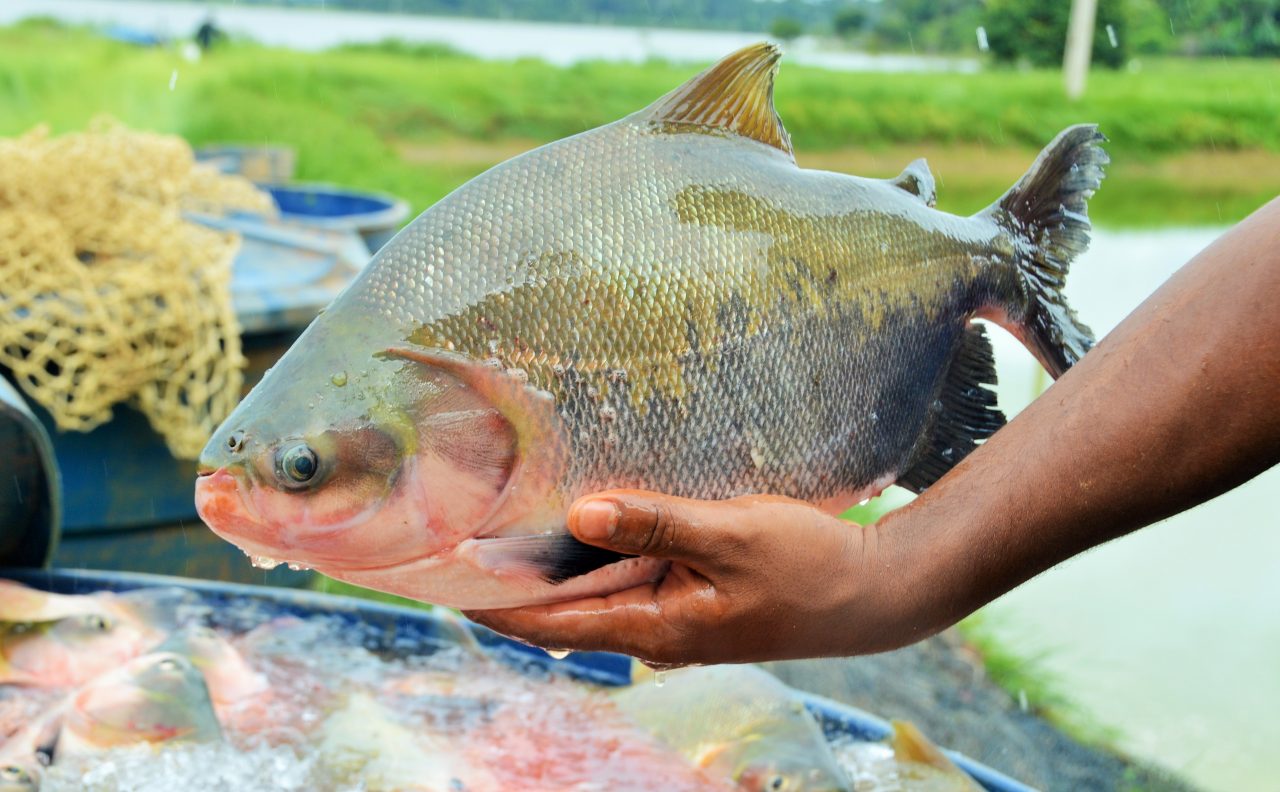 Ariquemes é o terceiro maior produtor de peixe do país - News Rondônia