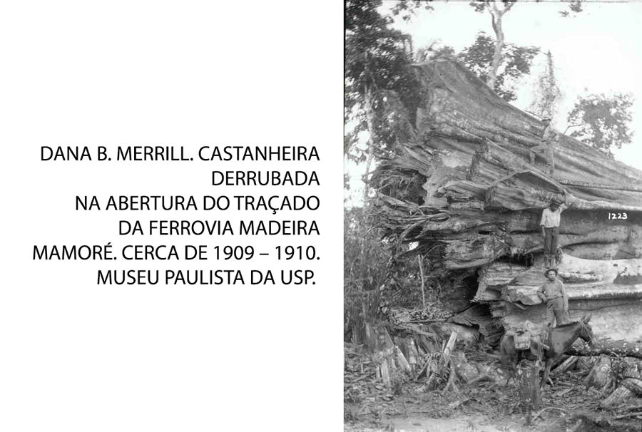 Três homens, uma mula e um tronco de castanheira - News Rondônia