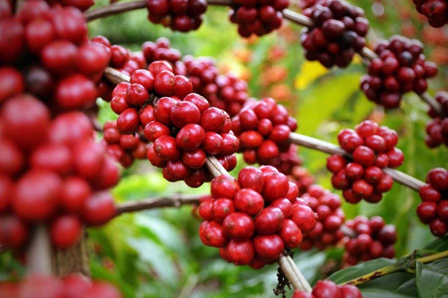 Conab confirma números recordes de produção do café brasileiro na safra 2020 - News Rondônia