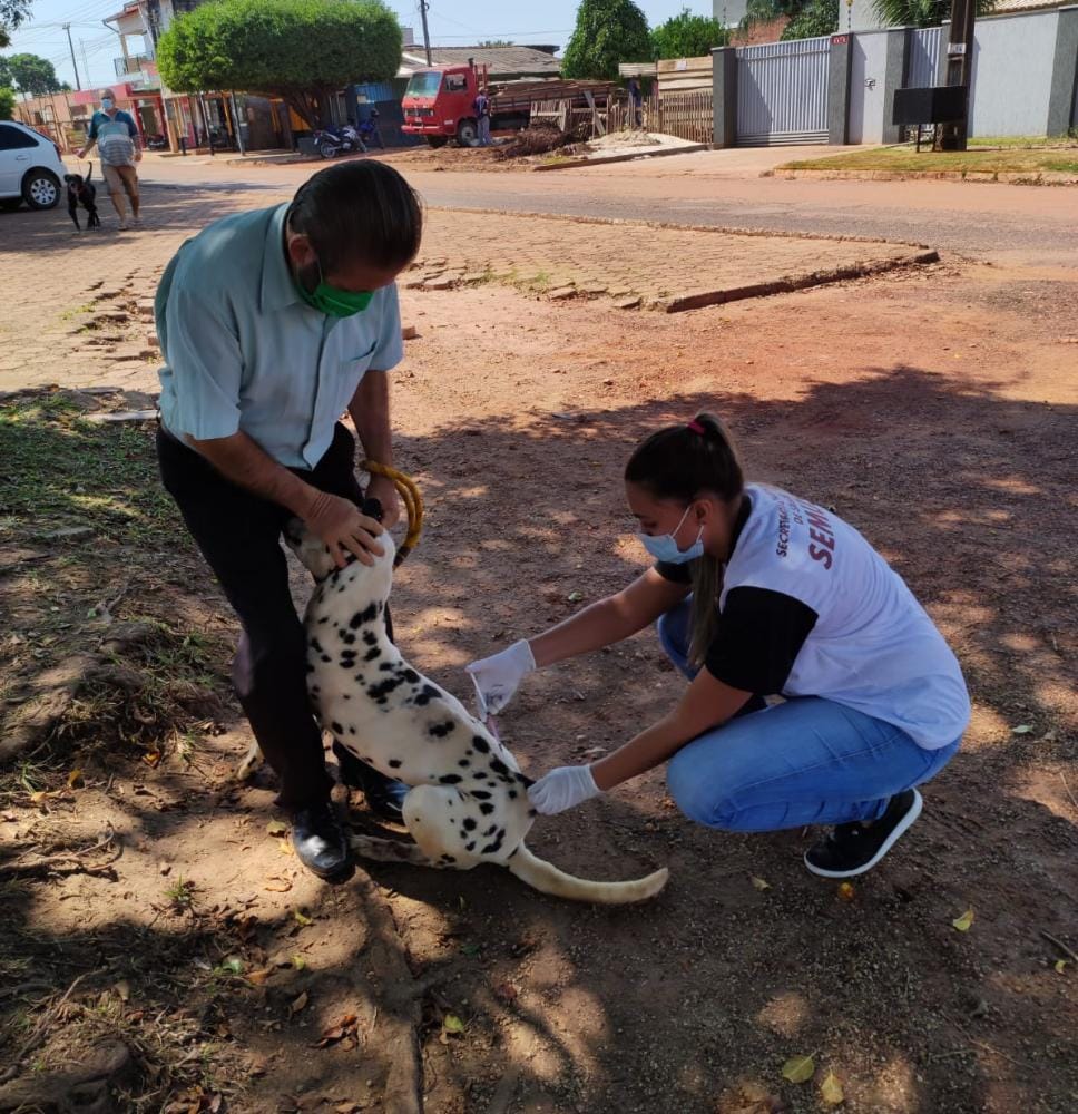 Mais de 15 mil animais receberam vacina antirrábica em Rolim de Moura - News Rondônia