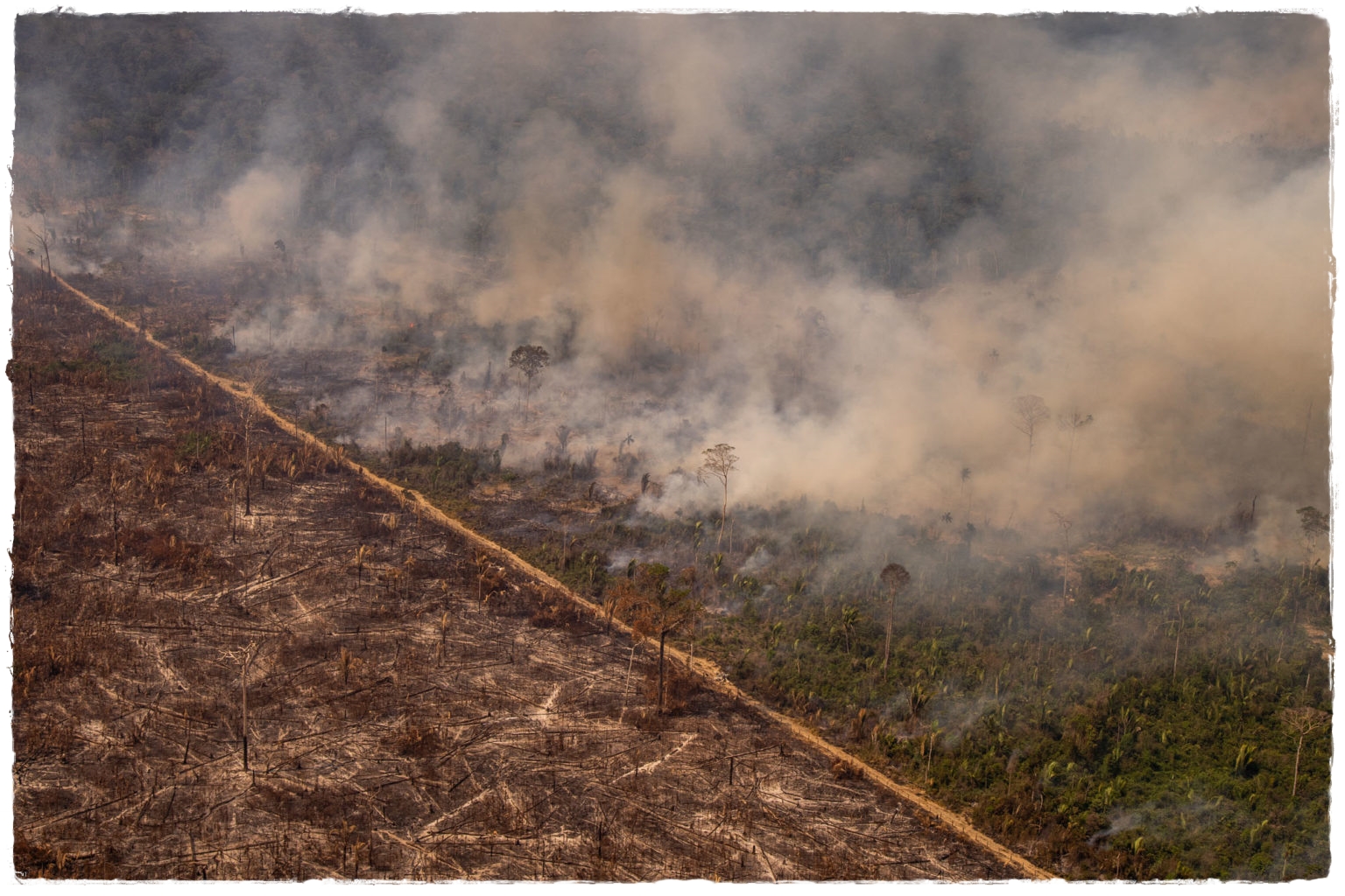 Devastação: Rondônia perdeu mais de 66 milhões de árvores em 2021, foram 181.354 por dia, 126 a cada minuto, aponta estudo do PlenaMata - News Rondônia