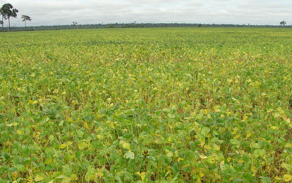 MINISTRA DA AGRICULTURA LANÇARÁ OFICIALMENTE O PLANTIO DA SAFRA DE SOJA EM RONDÔNIA - News Rondônia