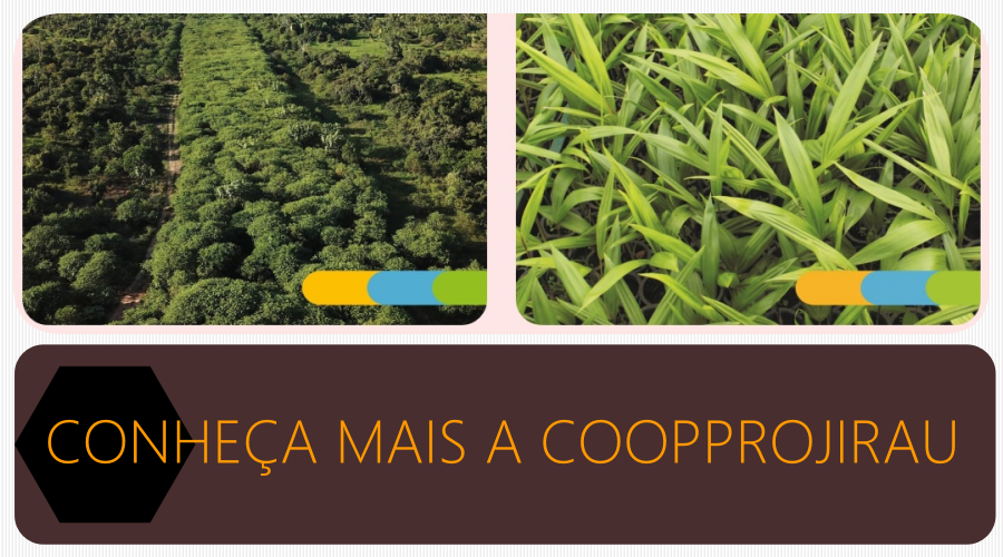 Cooperativa de produtores rurais fomentada pela usina hidrelétrica Jirau é referência em Rondônia e comemora dez anos de atividade - News Rondônia