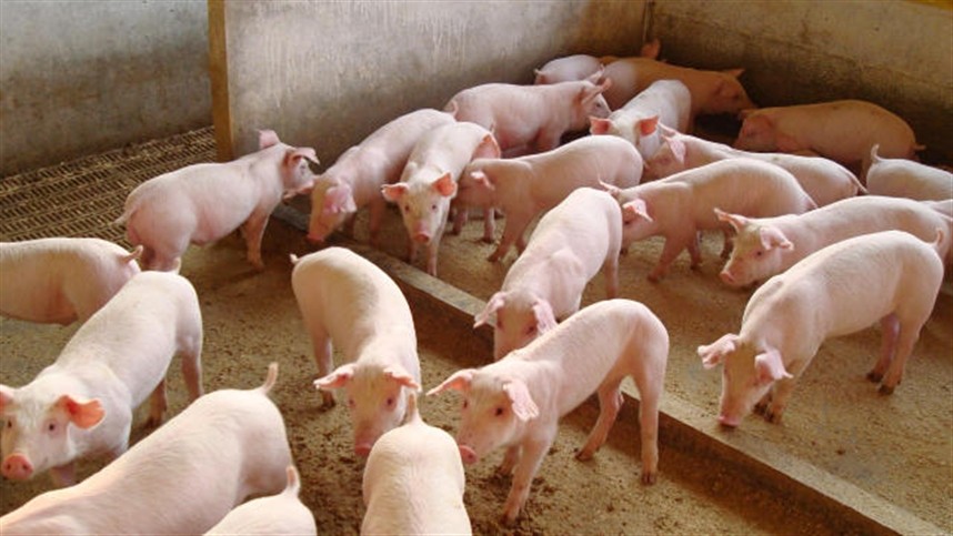 Antimicrobianos devem ser utilizados de forma racional nas granjas - News Rondônia