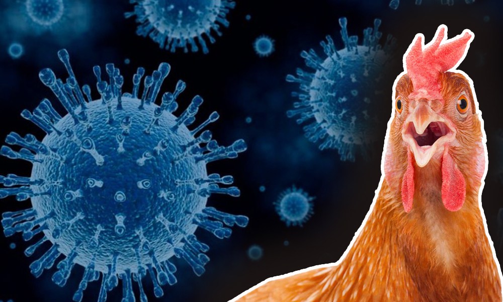 China diz que detectou coronavírus em frango importado do Brasil - News Rondônia