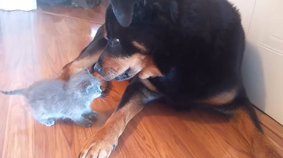Iti malia! Em vídeo, gatinha tenta fazer amizade com novo irmão rottweiler - Vídeo - News Rondônia