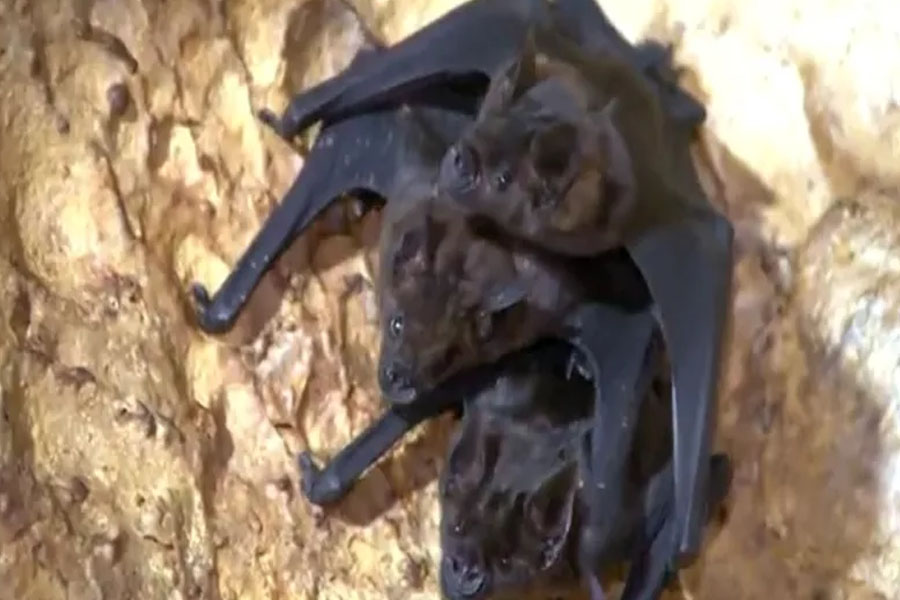 Polêmica sobre origem da Covid esquenta após imagens de morcegos no que seria laboratório de Wuhan - News Rondônia
