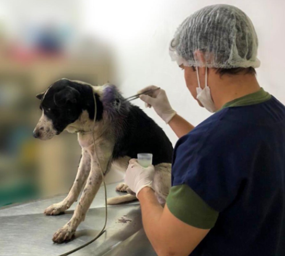 Com ferimento grave, cachorro entra em clínica veterinária e recebe cuidados - News Rondônia