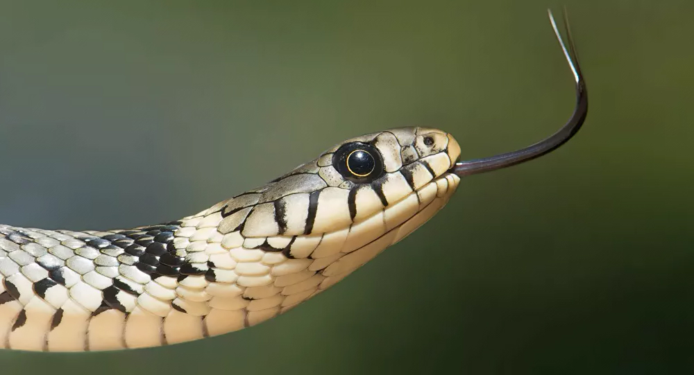 Cientistas russos encontram componente no veneno de cobra que bloqueia o coronavírus - News Rondônia