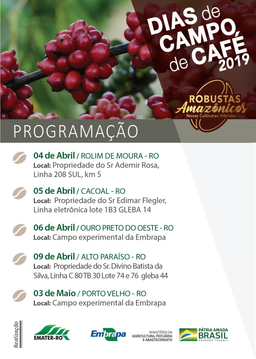 EMBRAPA APRESENTA NOVAS CULTIVARES HÍBRIDAS DE CAFÉ EM DIAS DE CAMPO EM RONDÔNIA E ACRE - News Rondônia