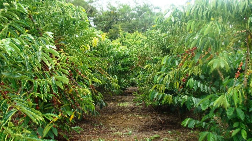 FORTALECIMENTO - Governo investe em novas pastagens, café e cacau clonais para alavancar o setor produtivo da região de Ji-Paraná - News Rondônia