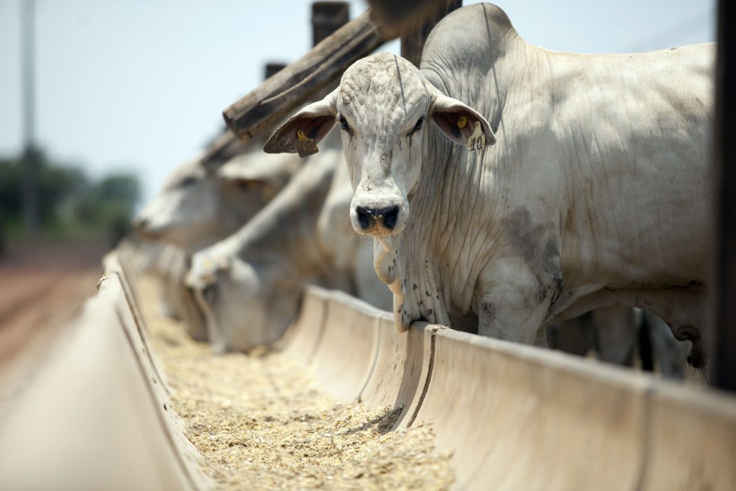 MALÁSIA ABRE O MERCADO PARA RECEBER EXPORTAÇÃO DE BOVINOS BRASILEIROS PARA ABATE - News Rondônia