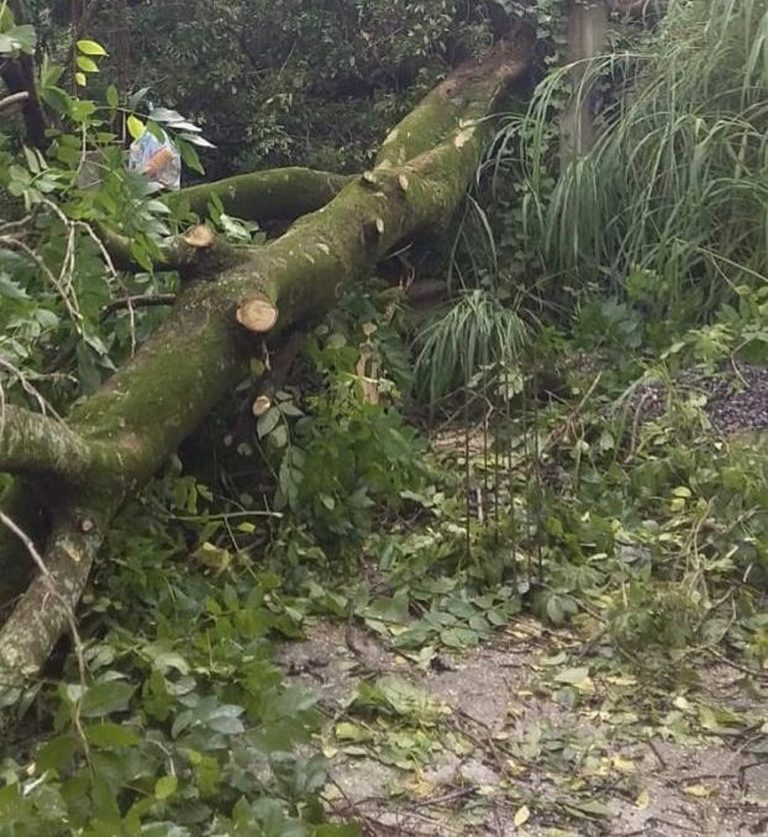 TRAGÉDIA: Trabalhador morre após duas árvores caírem em cima dele durante temporal em Rondônia - News Rondônia