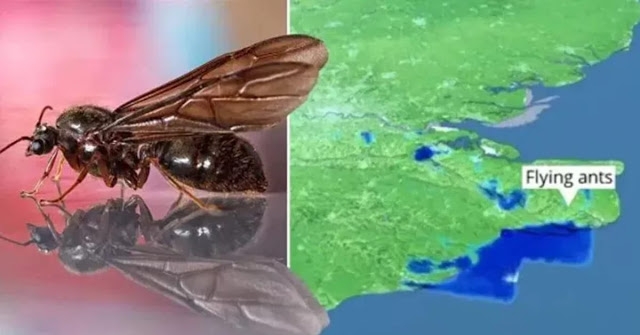 Enquanto Brasil teme gafanhotos, Inglaterra registra nuvem de formigas voadoras - News Rondônia