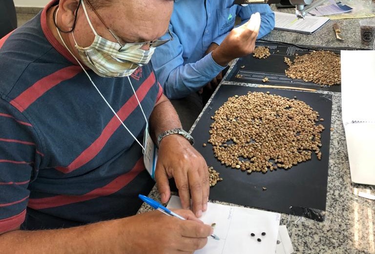 GRÃO CRU - Curso para formação de classificadores de café vai contribuir para a melhoria da qualidade do produto em Rondônia - News Rondônia