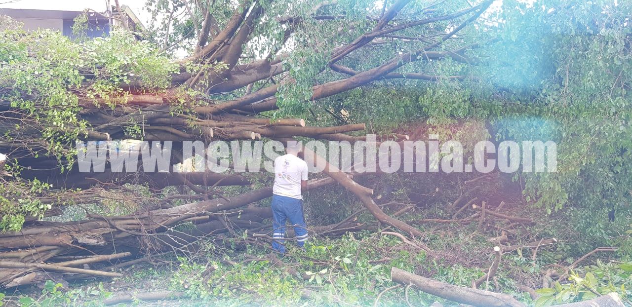 Chuva forte com rajadas de vento derruba árvores e danifica estrutura de Posto de Gasolina (Vídeo) - News Rondônia