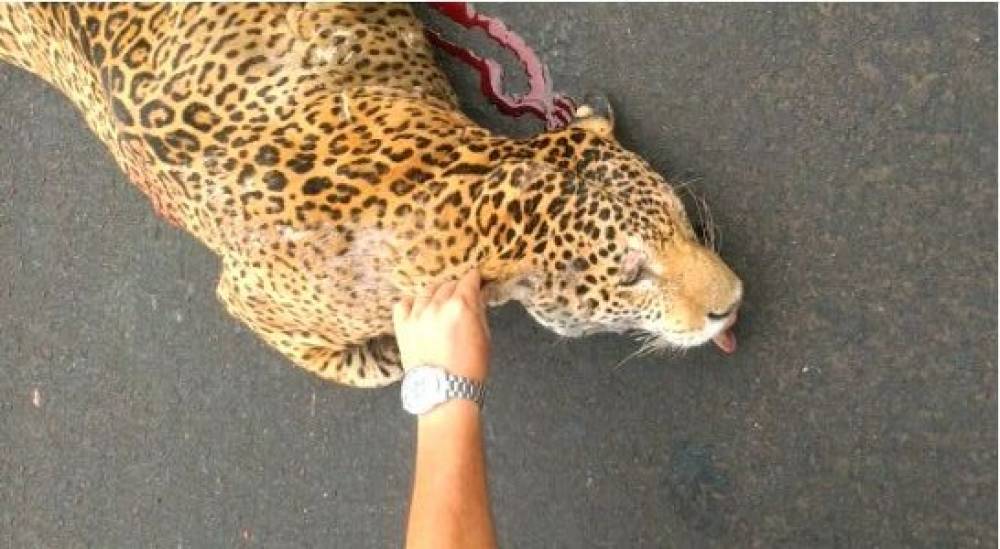 Onça pintada é atropelada e morre; vídeo do animal sangrando viraliza - Veja Vídeo - News Rondônia
