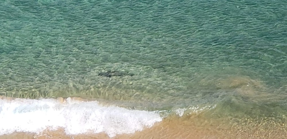 Vídeo mostra tubarões na beira da Praia do Sancho, em Fernando de Noronha - News Rondônia