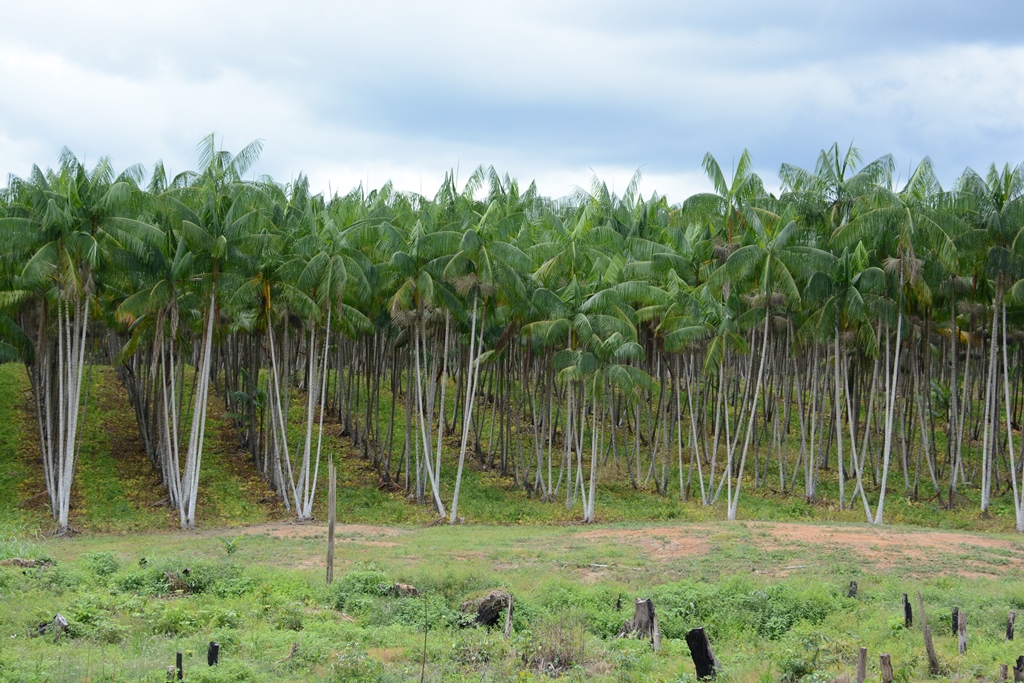 EMBRAPA DISPONIBILIZA SISTEMA DE PRODUÇÃO DO AÇAIZEIRO PARA AMAZÔNIA OCIDENTAL - News Rondônia