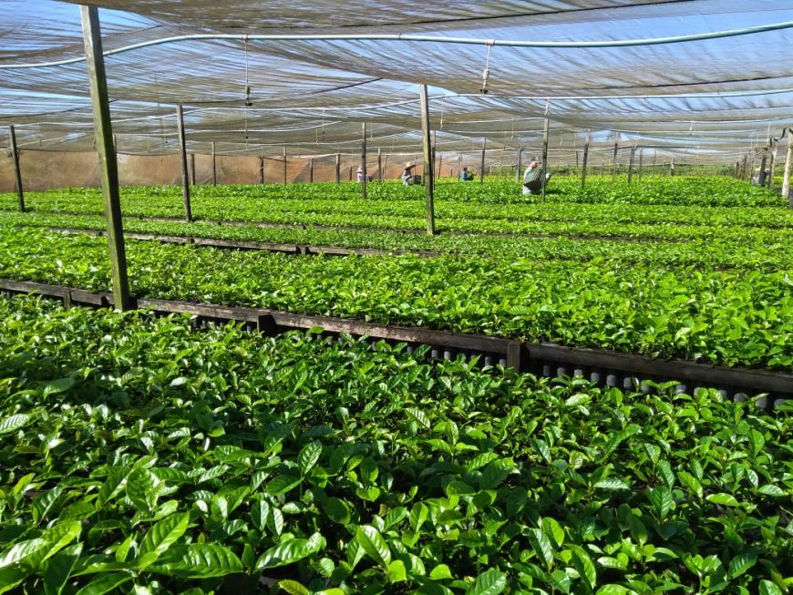 CAFEICULTURA - Governo discute alternativas para combater nematoides nas mudas de café nos viveiros de Rondônia - News Rondônia