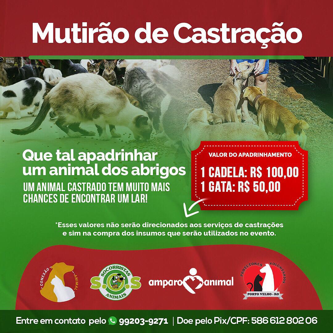 União de Protetores Independentes pedem ajuda para castrar animais de abrigo de Porto Velho - News Rondônia